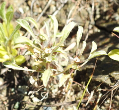 Hesperevax sparsiflora