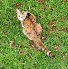 Felis catus
