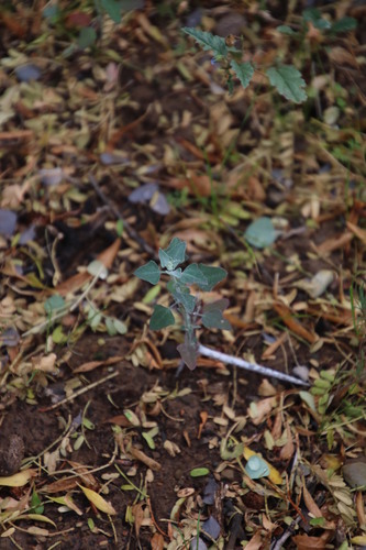Image of Chenopodium phillipsianum by (c) Tony Rebelo, some rights reserved (CC BY-SA)