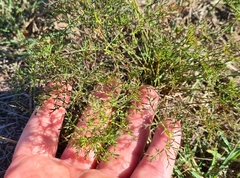 Monsonia speciosa