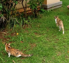 Felis catus