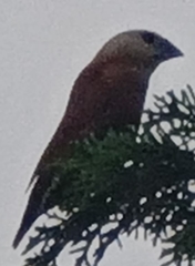 Lonchura maja