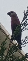 Lonchura maja
