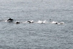 Lagenorhynchus albirostris