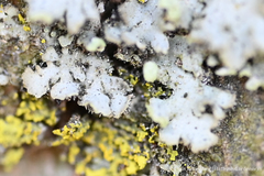 Physciaceae