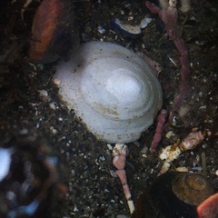 Acmaea