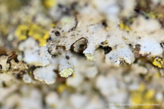 Physciaceae