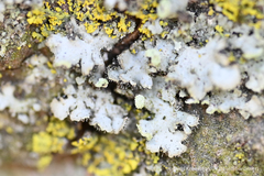 Physciaceae