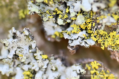 Physciaceae