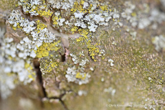 Physciaceae
