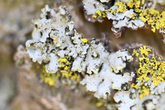 Physciaceae