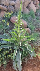 Verbascum qulebicum