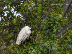 Egretta garzetta