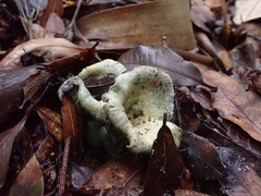 Lactarius indigo