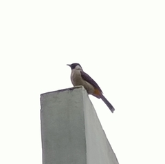 Pycnonotus aurigaster