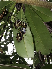 Ramosiana insignis
