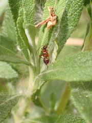 Closterocoris