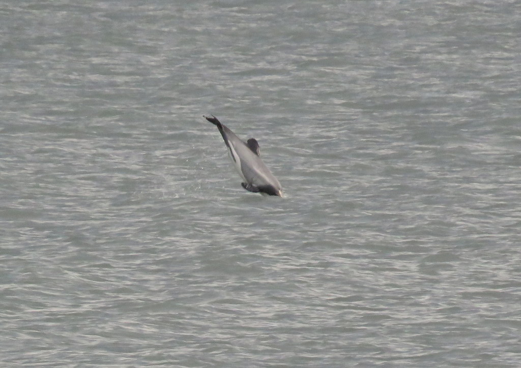 Cephalorhynchus hectori hectori