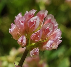 Trifolium bifidum decipiens