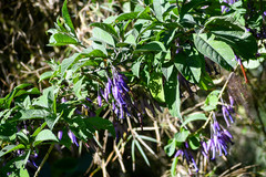 Iochroma calycinum