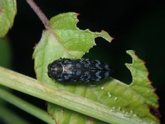 Coraebus rubi
