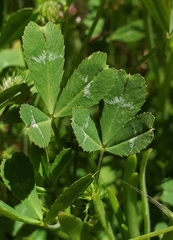 Trifolium bifidum decipiens