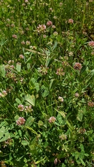 Trifolium bifidum decipiens