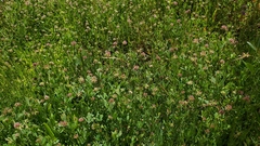 Trifolium bifidum decipiens