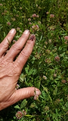 Trifolium bifidum decipiens