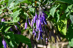 Iochroma calycinum