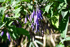 Iochroma calycinum