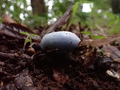 Lactarius indigo