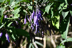 Iochroma calycinum