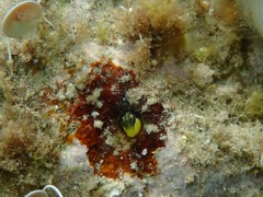 Microlipophrys dalmatinus