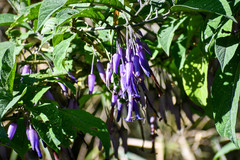 Iochroma calycinum