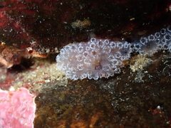 Distaplia