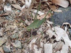 Acrometopa italica