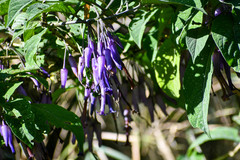 Iochroma calycinum