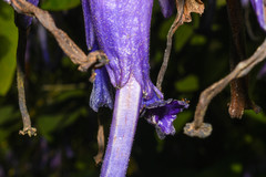 Iochroma calycinum