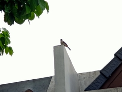 Pycnonotus aurigaster