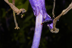 Iochroma calycinum