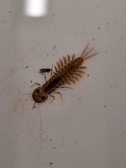 Ameletopsis perscitus