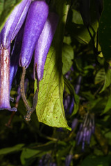 Iochroma calycinum