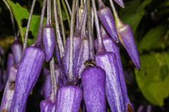 Iochroma calycinum