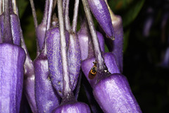Iochroma calycinum