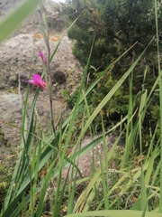 Gladiolus dubius