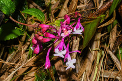 Epidendrum porphyreum