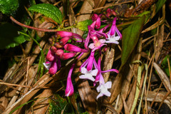 Epidendrum porphyreum
