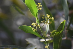 Pristimera celastroides