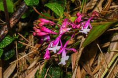 Epidendrum porphyreum
